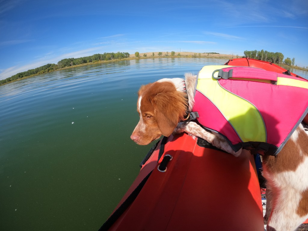 A Pawsome Day at Lake Lowell: Nurturing Bonds, Seizing Serenity, and Unveiling&nbsp;History